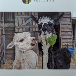 Alpaka-Neuheiten