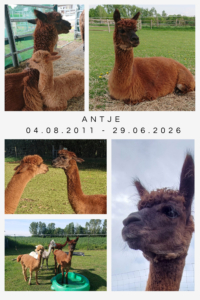Antje